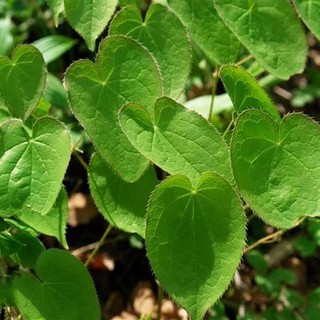 Hạt Giống Dâm Dương Hoắc