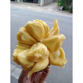 Cây giống mít mật ta mini ( chuẩn giống)