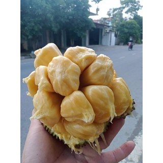 Cây giống mít mật ta mini