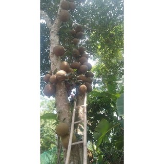 Cây giống mít mật ta mini ( chuẩn giống)