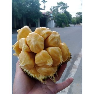 Cây giống mít mật ta mini ( chuẩn giống)