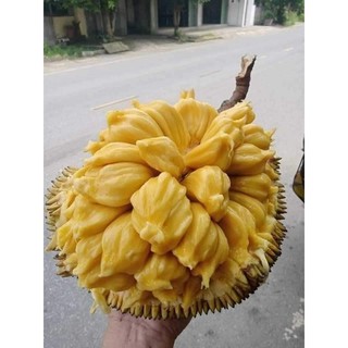 Cây giống mít mật ta mini ( chuẩn giống)