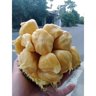 Cây giống mít mật ta mini ( chuẩn giống)