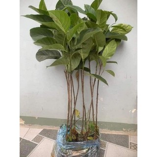 Cây giống mít mật ta mini ( chuẩn giống)