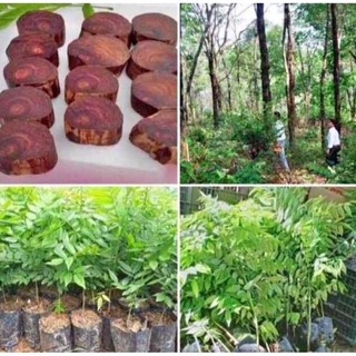 Cây giống sưa đỏ chuẩn giống