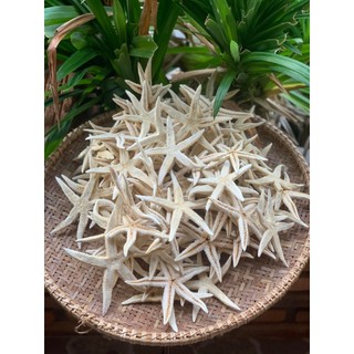 Sao biển khô( 10 - 15 cm)