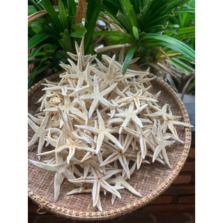 Sao biển khô( 10 - 15 cm)