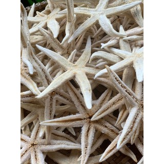 Sao biển khô( 10 - 15 cm)