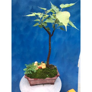 Cây bồ đề đỏ bonsai mini trồng chậu như hình