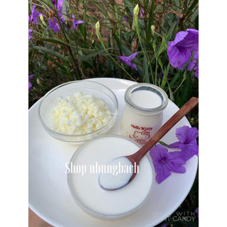 Nấm Làm Sữa Chua Nấm Kefir Nuôi Ngoài Không Để Lạnh Nấm Khoẻ