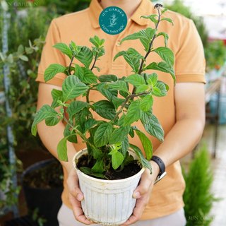 Cây vani hoa tím cây khoẻ jun garden