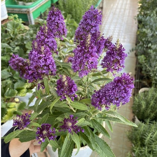 Cây trầm hương tím butterfly bush - cây hoa đẹp trang trí sân vườn, trồng ban công
