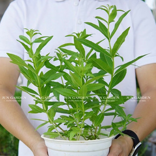 Cây giống sả chanh pháp cây đuổi muỗi tốt mùi chanh sả - jun garden