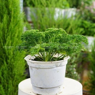 Cây ngò tây parsley nấu ăn, gia vị âu, trang trí món ăn - jun garden