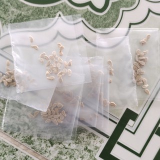 Hạt giống cây bình bát dây