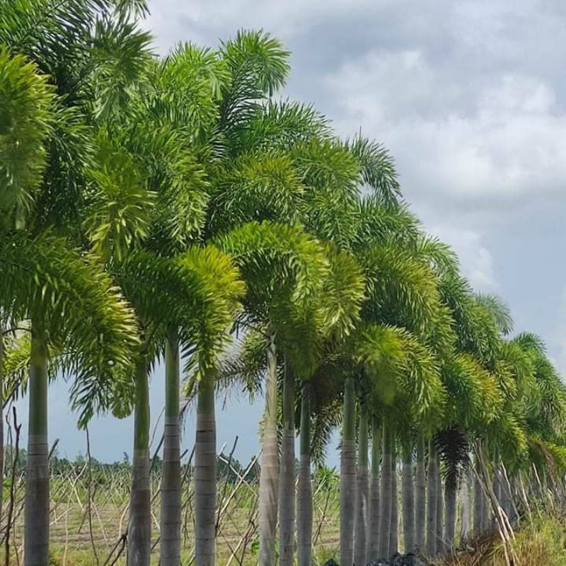 cây cao đuôi chồn phong thủy