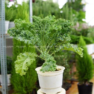 Cải xoăn kale và cách dễ trồng tại sài gòn - jun garden