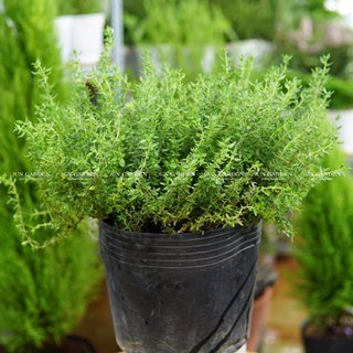 Cây xạ hương thyme, gia vị âu, cây thơm - jun garden