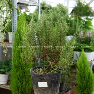 Cây hương thảo bonsai dáng đẹp, gốc già dễ chăm tại sài gòn jun garden