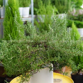Hương thảo rũ hàn, giống hương thảo mới tại sài gòn - jun garden