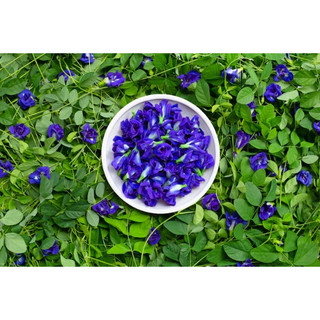 Hoa Đậu Biếc Sấy Khô (Nhà trồng) 50g