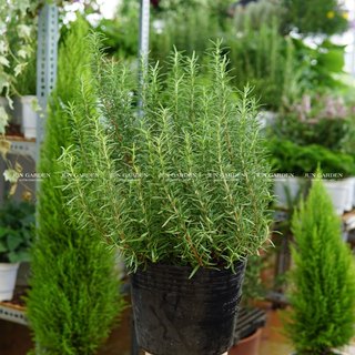 Hương Thảo Rosemary Cây Lớn Gốc Già, Hương Thảo Dễ Trồng Và Chăm Sóc  - Jun Garden