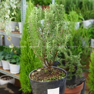 Cây hương thảo lá to lá lớn giống mới dễ chăm sóc jun garden