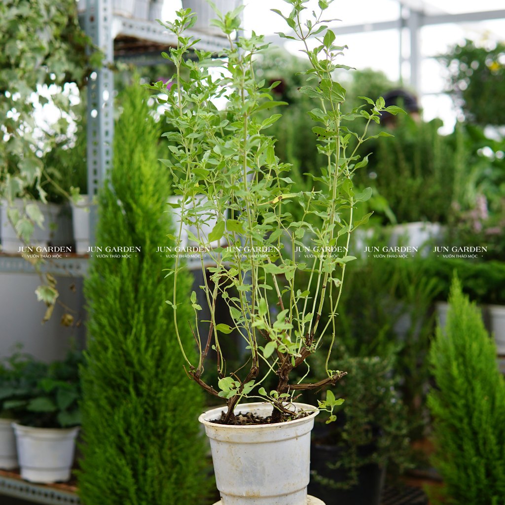 Cây Sage Hàn Quốc - Xô Thơm Hàn Jun Garden