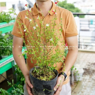 Cây Sage Hàn Quốc - Xô Thơm Hàn Jun Garden