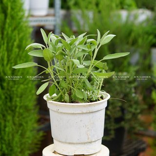 Cây xô thơm cây giống gia vị âu - jun garden