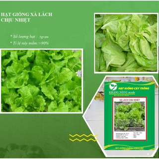 Hạt giống Xà lách chịu nhiệt 1 gói 5gr - DC