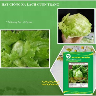 Hạt giống rau xà lách cuộn trắng F1 - 0.2 gr - DC