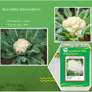 Hạt Giống Súp Lơ Trắng Bông Cải Trắng 0,2 Gr - DC