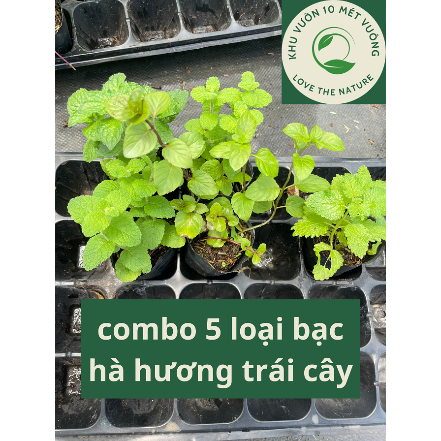 Cây Rau Gia Vị: combo 5 loại bạc hà hương trái cây: cam, táo, bưởi, dâu, chanh sả - hương trái cây