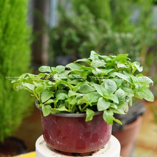 Chậu cây rau quế vị và cách trồng - jun garden