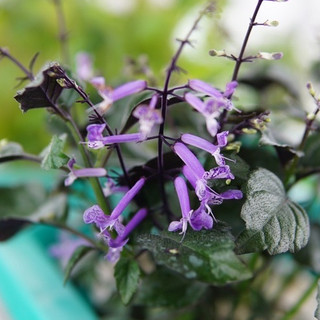 Cây Hoa Mona Lavender Hoa Tím - Jun Garden