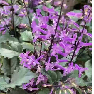 Cây Hoa Mona Lavender Hoa Tím - Jun Garden