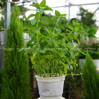 Bạc hà euromint - bạc hà âu - bạc hà pháp dễ trồng làm pha chế nước uống, cocktail, làm bánh, pha trà jun garden