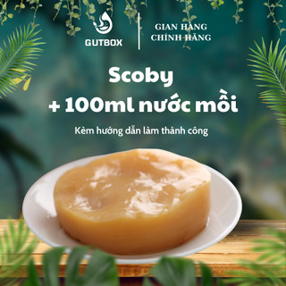 Scoby kèm nước mồi & hướng dẫn làm trà Kombucha