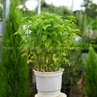Bạc hà nhật, cây gia vị, pha trà, pha nước uống, đuổi côn trùng - jun garden