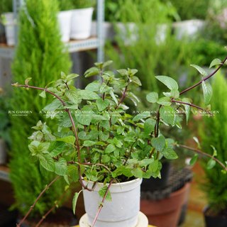 Cây bạc hà chocomint dùng pha chế nước uống, detox rất thơm - jun garden