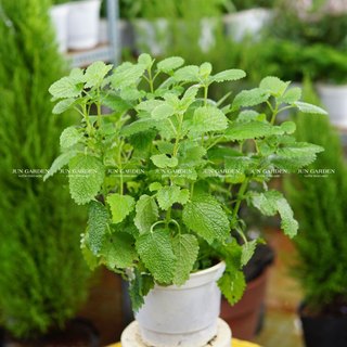 Cây bạc hà chanh sả lemon balm, cây gia vị, đuổi côn trùng - jun garden