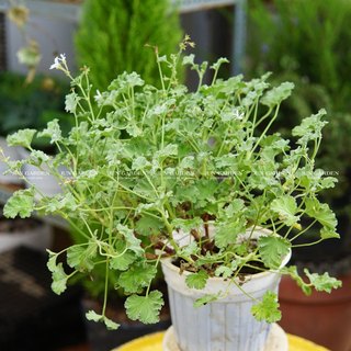 Cây phong lữ táo - apple geranium, rất thơm và dễ chăm sóc - jun garden