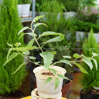  Cây Bạch Đàn Chanh  Khuynh Diệp  Cực Thơm Dễ Chăm Sóc  - Jun Garden 