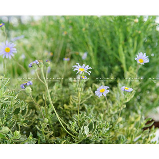 Cúc Xanh Nhí Lá Var JUN GARDEN