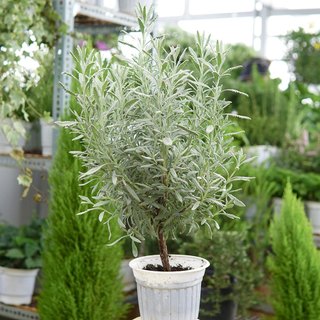 Cây Lavender Goodwin Dáng Tree Bonsai Đẹp Khoẻ Dễ Trồng Và Chăm Sóc Jun Garden