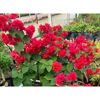 KÉP CHÙM ĐỎ LỬA GIỐNG MỚI 50cm