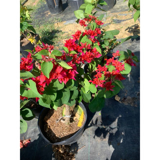 KÉP CHÙM ĐỎ LỬA GIỐNG MỚI 50cm