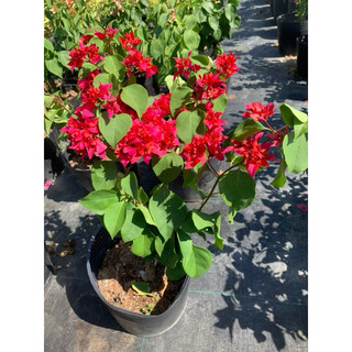 KÉP CHÙM ĐỎ LỬA GIỐNG MỚI 50cm