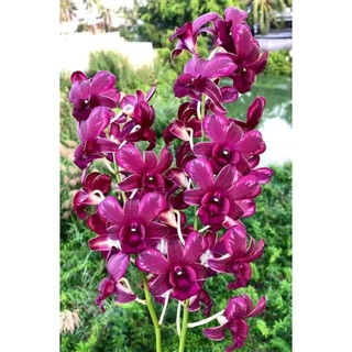 Lan denro tx xổ chớp 5% gửi nguyên chậu phi 12